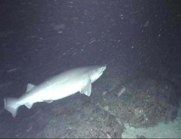 Six gill shark