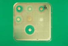 antimicrobial assay