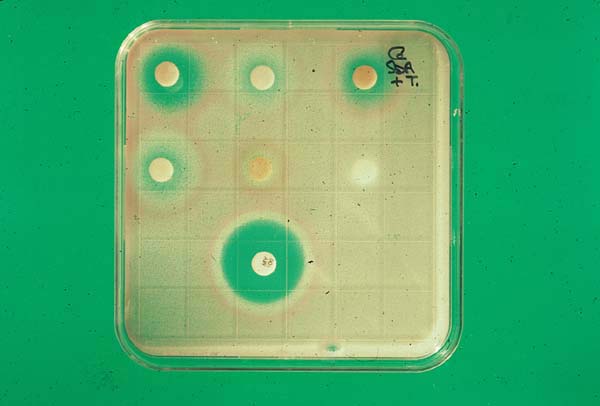 antimicrobial assay using the disk diffusion assy