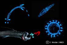 many sources of deep sea bioluminescence