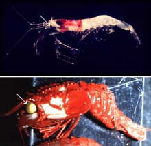 a pelagic and benthic species of shrimp