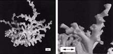 deep-water coral Lophelia pertusa