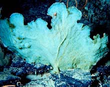 Alarge fan-shaped sponge Phakellia ventilabrum
