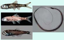 Four typical midwater fishes