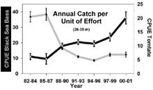 Annual catch per trap (CPUE) in fish trap survey for black sea bass and tomtate.