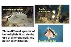 Different markings in species of butterfly fish
