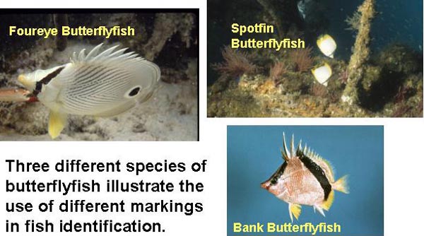Different markings in species of butterfly fish are used to aid in identification.