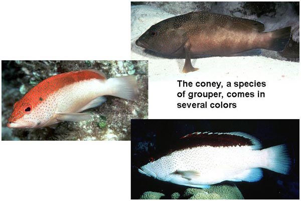 Examples of coney grouper different color variations 