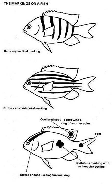 Black and white drawing thaentifyt shows the major characteristics to id fish