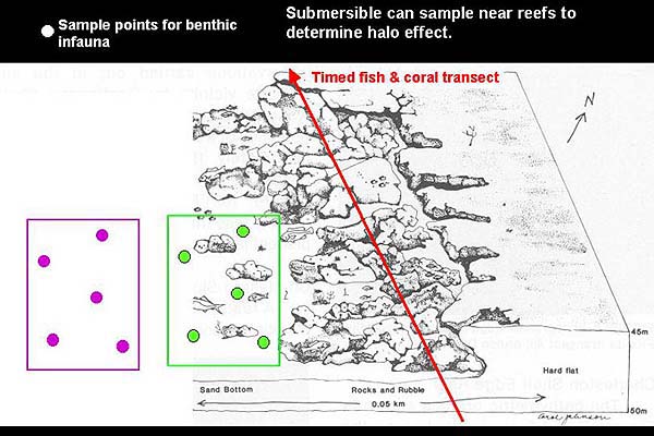 diagram of a typical deep reef habitat