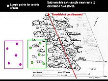 diagram of a typical deep reef habitat