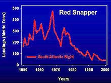 graph of declining red snapper catches