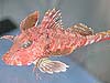 A sea robin fish