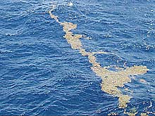 lines of sargassum