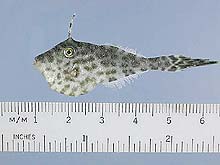 juvenile scrawled filefish