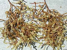 small mass of sargassum weed