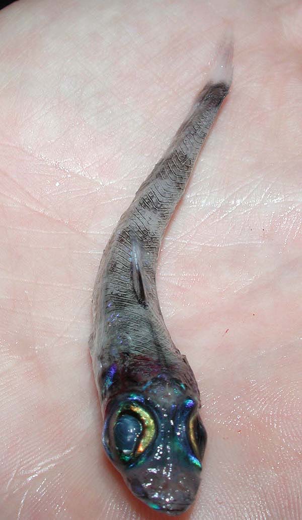 green eye, deep sea fish