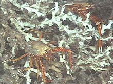 galatheids, also known as squat lobsters