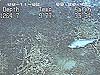 Acoral hake swimming among the Lophelia coral.