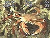An unusual species of crab