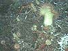 A deep sea anemone 