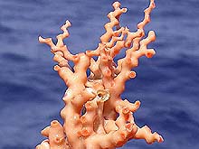 Madrepora occulata coral