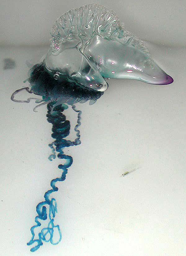 Portugese Man-O-War jellyfish