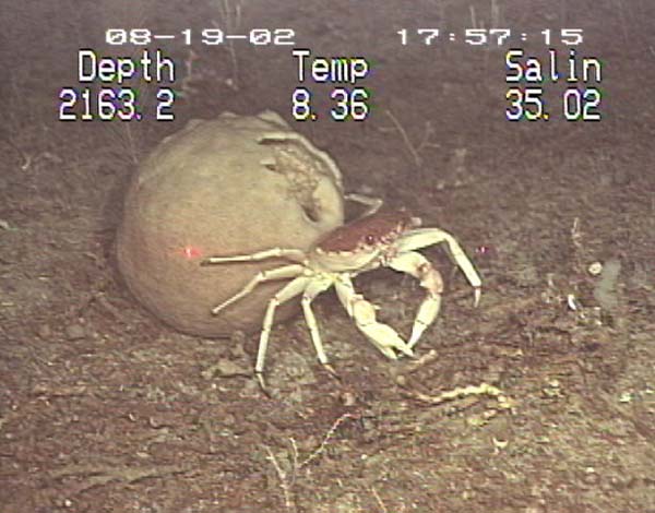 Unidentified crab in front of sponge.