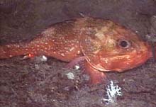 Scorpaenid fish