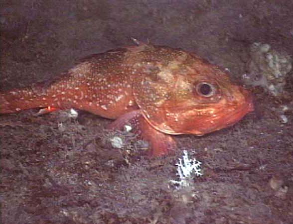 Scorpaenid fish