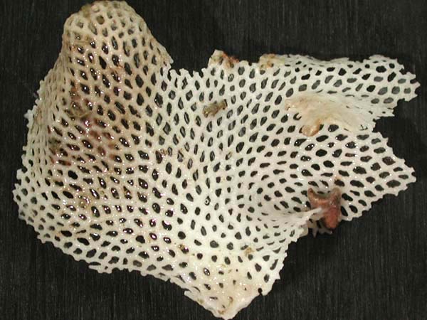 Deepwater lacy bryozoan.