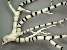 bamboo coral skeleton