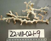 Lophelia deepwater coral