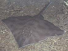 unidentified skate or ray