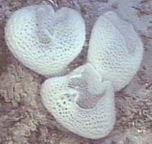 White cup sponges