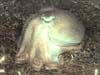A deep sea octopus