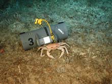 crab and benthic trap