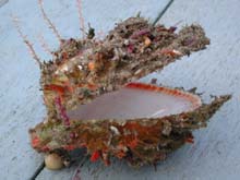deep sea scallop with encrusting invertebrates