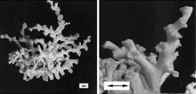 Lophelia pertusa is a deep water species of coral