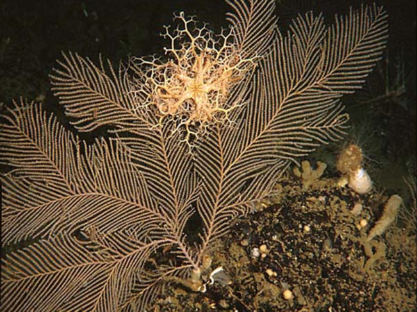 A deep water gorgonian with basketstar. 