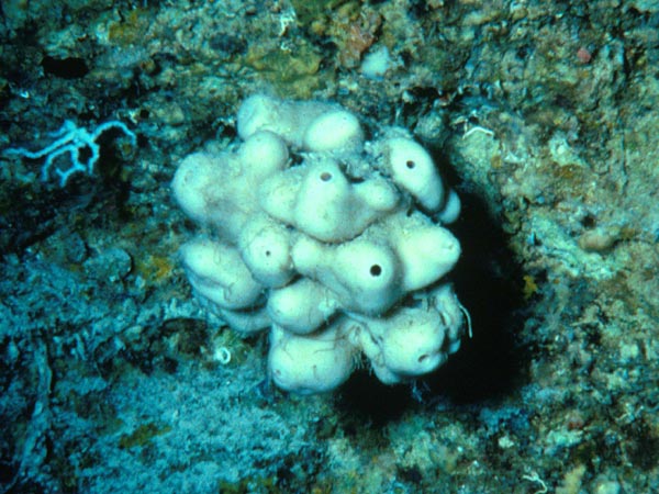 Discodermia a deep water sponge