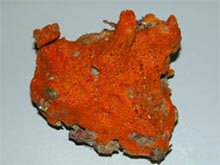 Bright-orange Forcepia