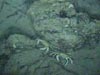 A pair of deep-water crabs was among many of the bonus marine organisms