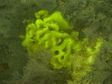 A Clathria sponge
