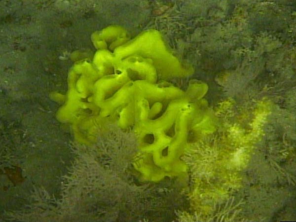 A Clathria sponge collected today.