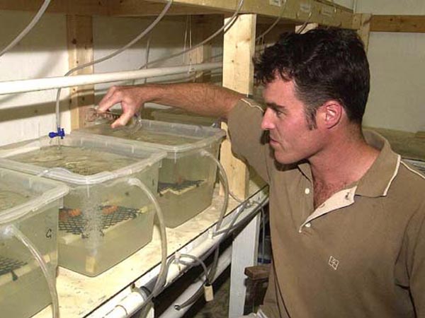 The biomedical aquaculture laboratory at Harbor Branch Oceanographic Institution is used for research on supply of sponges and tunicates for drug development.