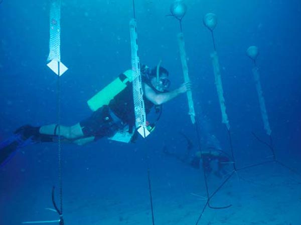 Experimental aquaculture farm of deep-water sponges