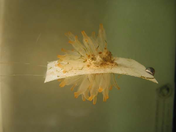 Tunicates are studied at HBOI because they produce bioactive compounds