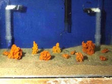 Growth and feeding studies on sponges are conducted under controlled conditions