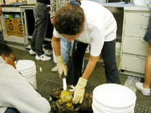 Shirley Pomponi removing a bright yellow sponge from a sea floor sample.